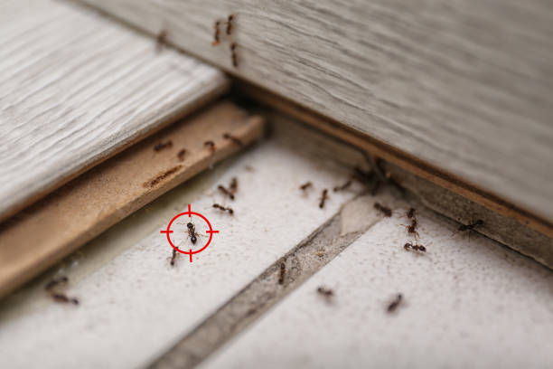 Best Wasp Removal Services  in Humboldt, IA